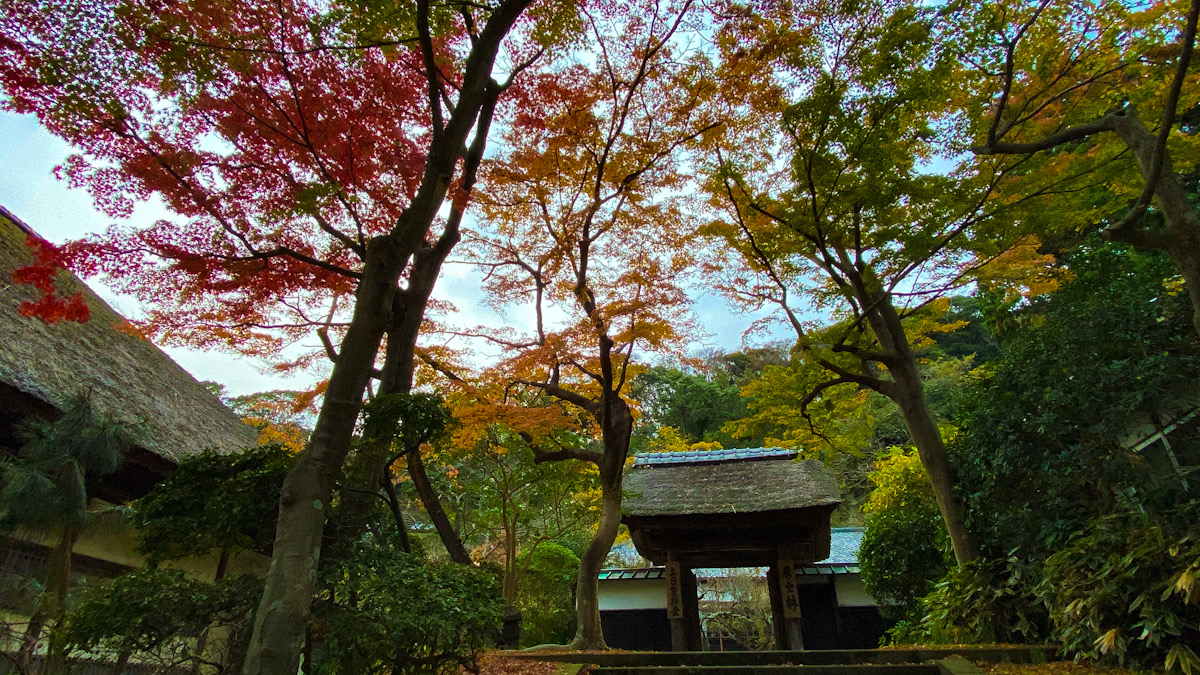 北鎌倉　紅葉　2019