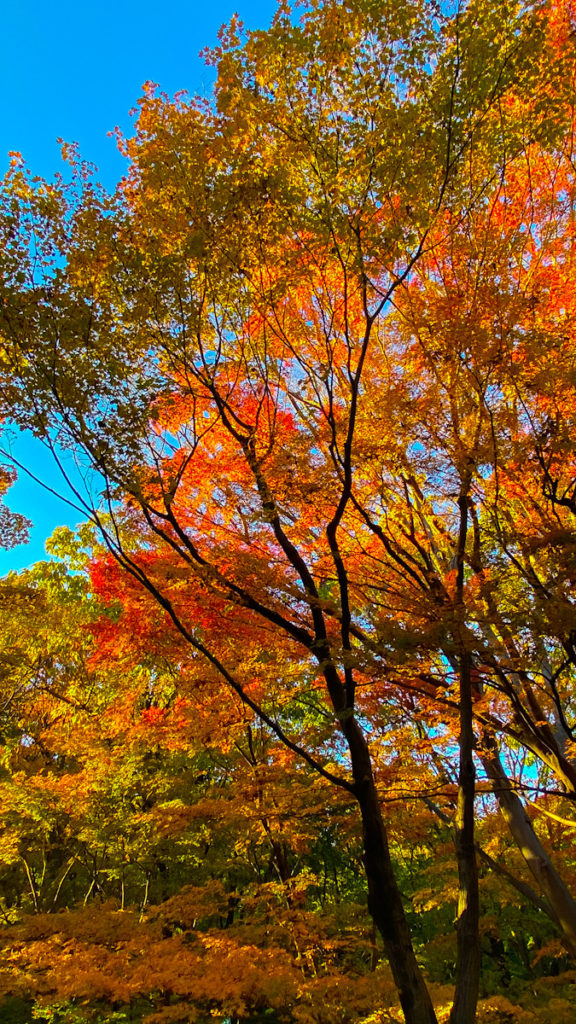 イチョウ　紅葉　北の丸　皇居