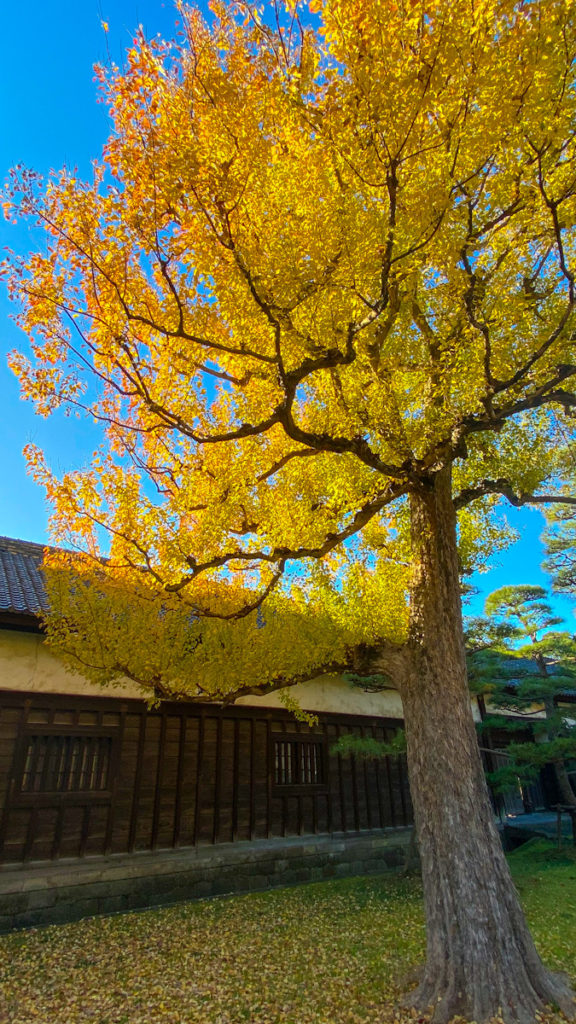 皇居　紅葉　大嘗宮一般参観