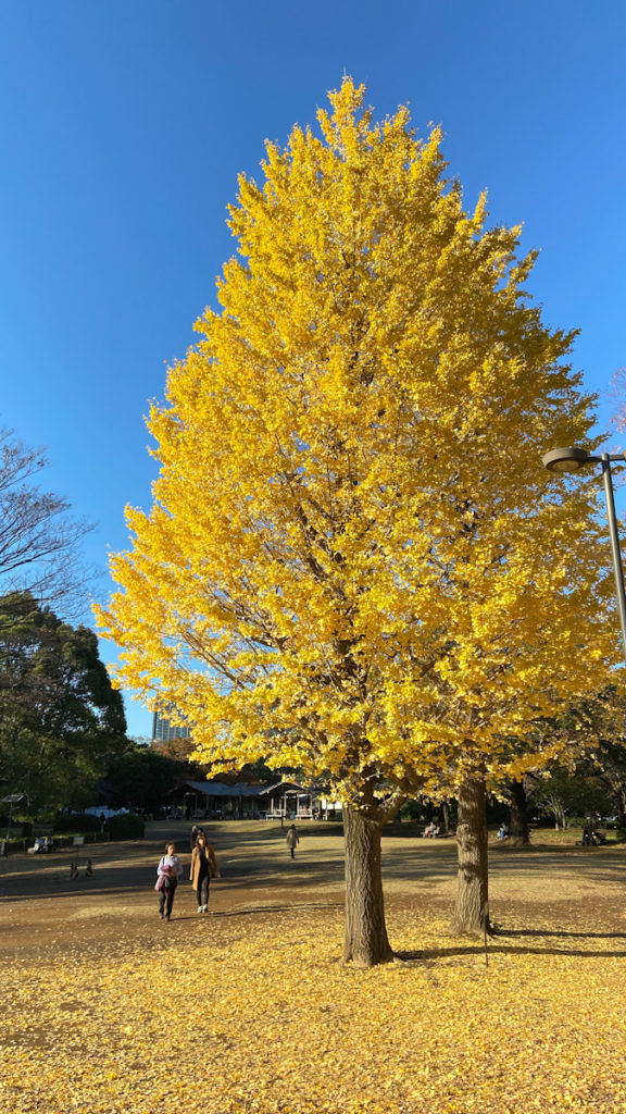 イチョウ　紅葉　北の丸　皇居