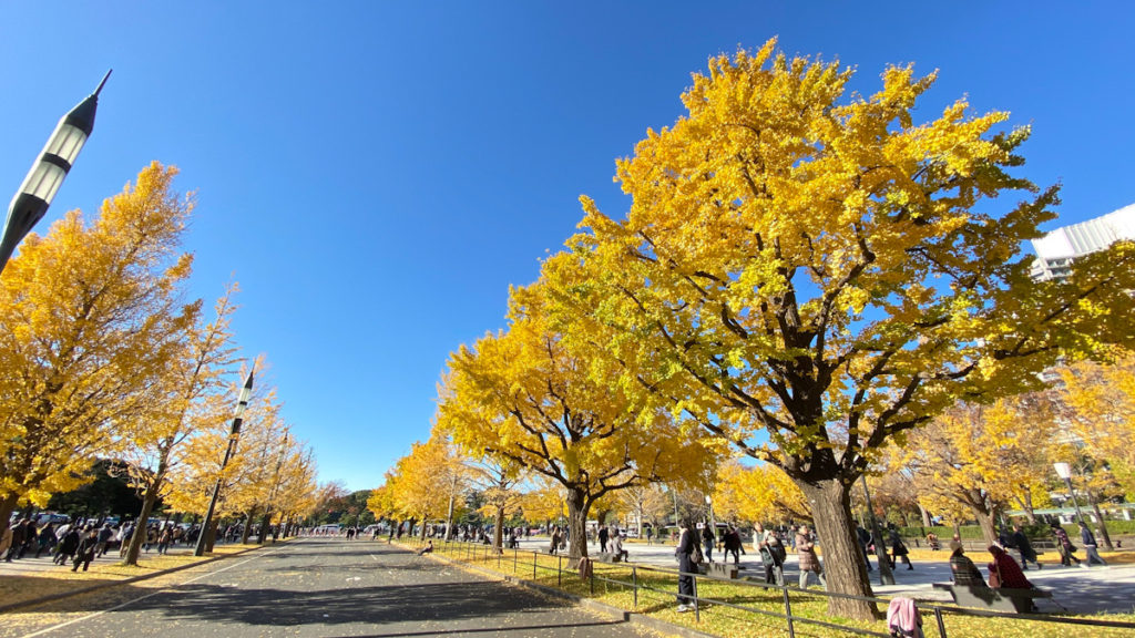 イチョウ　紅葉　皇居