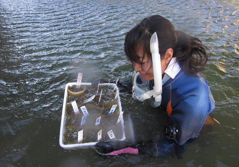 アマモ場再生SPコース　PADI　講習