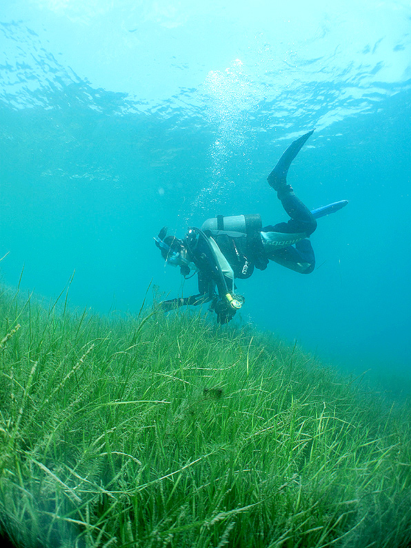 本栖湖　ダイビング　高所潜水　PADI　アルティチュード　水草