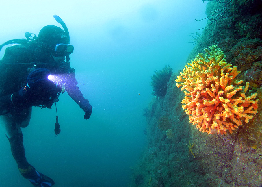 PADI　ナチュラリスト　SP　講習　生物　観察