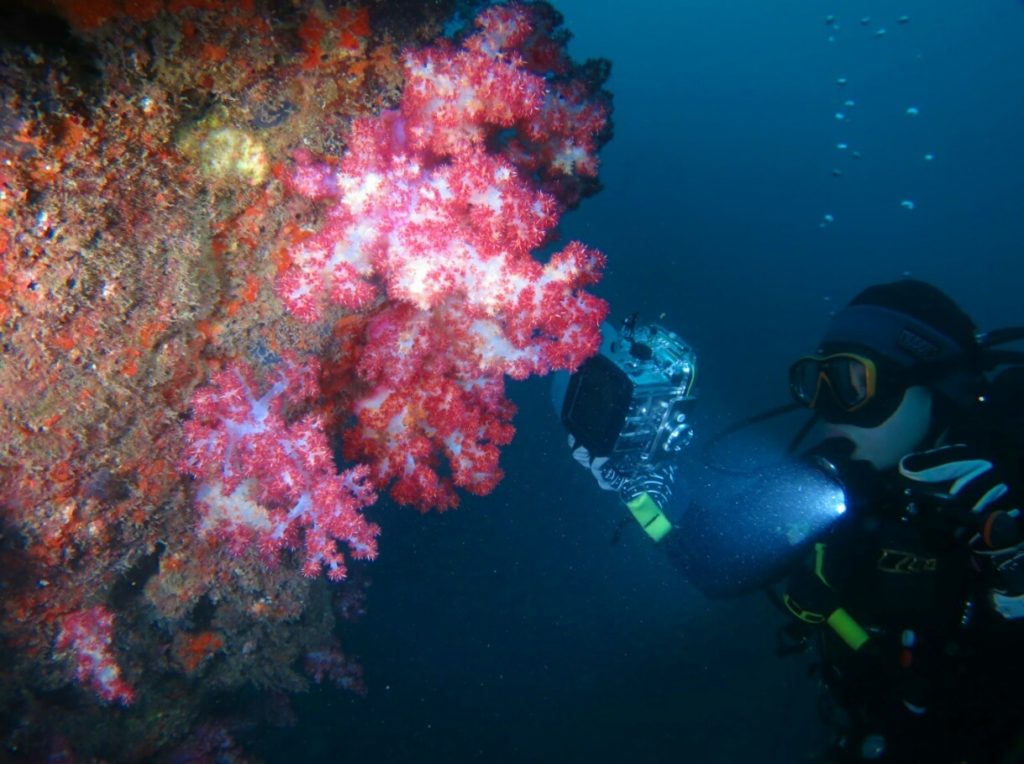 PADI　ナチュラリスト　SP　講習　生物　観察