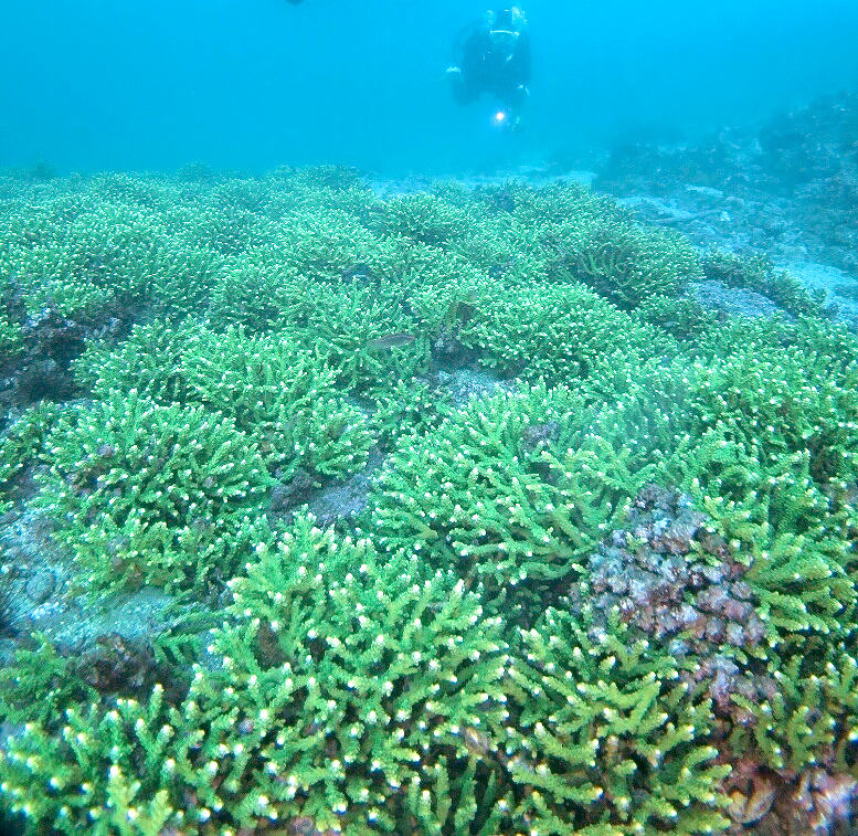 PADI　ナチュラリスト　SP　講習　生物　観察