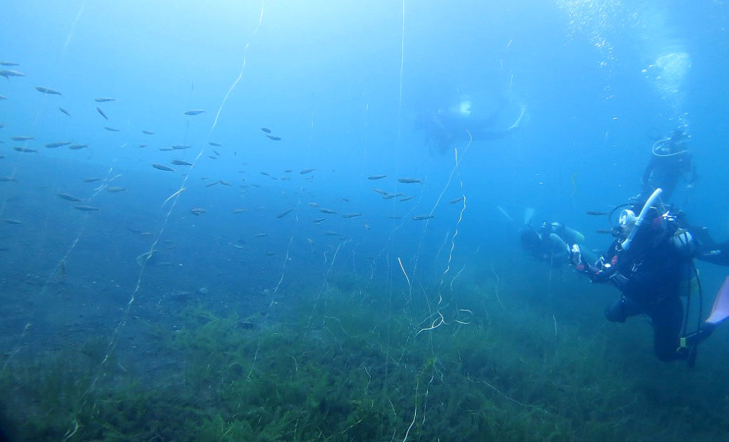 本栖湖　ダイビング　高所潜水　PADI　アルティチュード