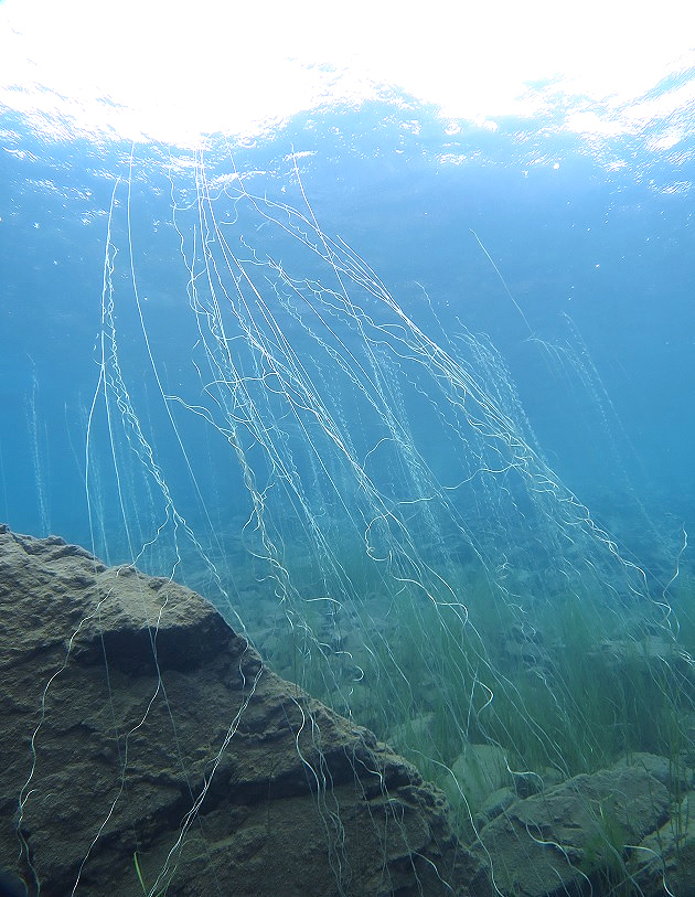 本栖湖　ダイビング　高所潜水　PADI　アルティチュード　水草