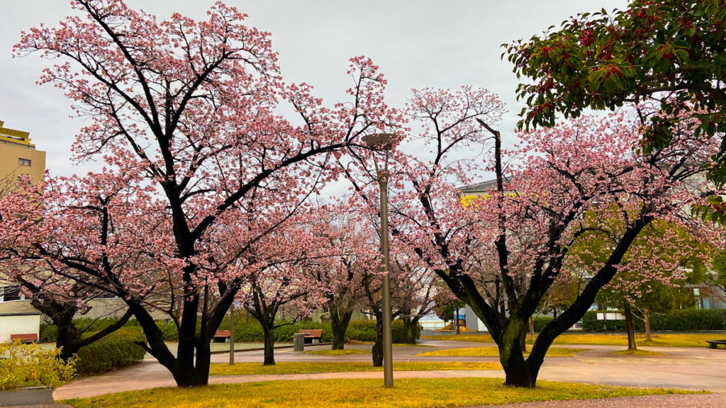 熱海　桜　河津　伊豆