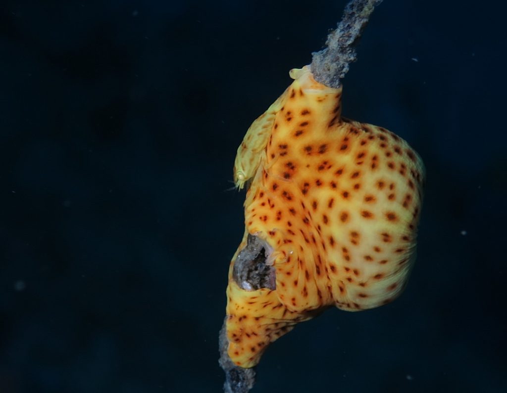 千葉　かっちゃま　ダイビング　アヤトリカクレエビ