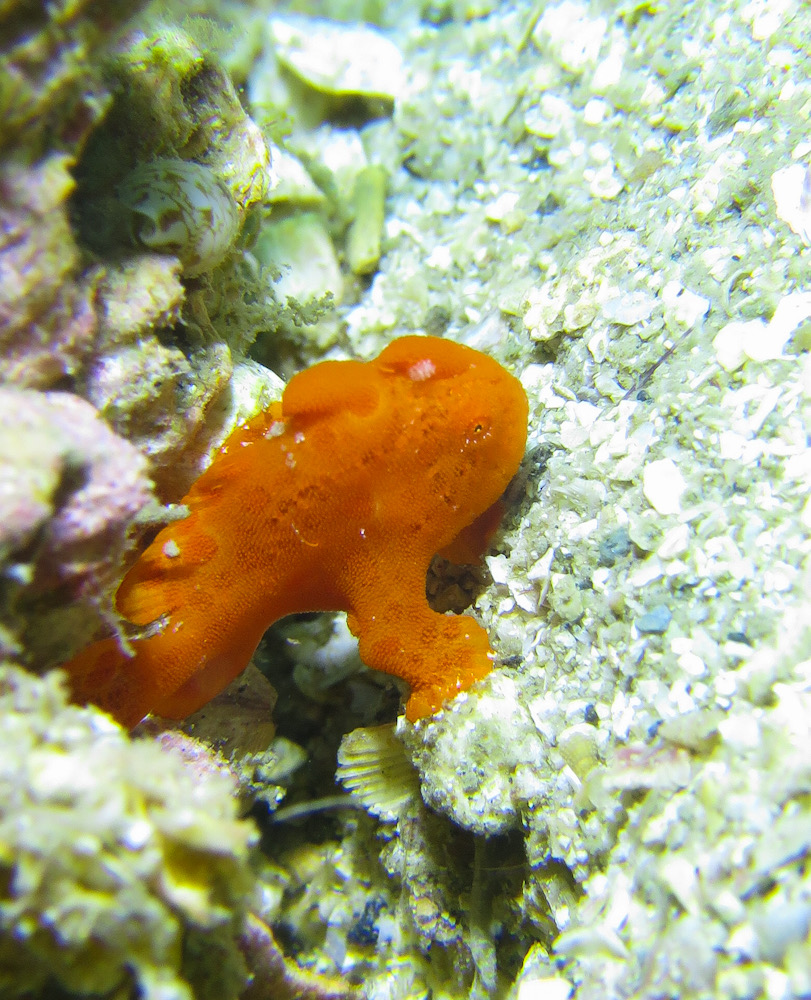 カエルアンコウ　ダイビング　平沢　伊豆