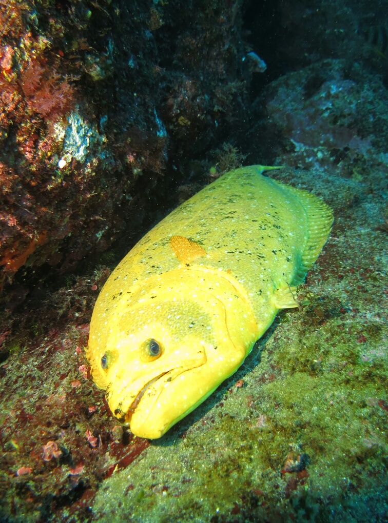 伊豆海洋公園　IOP　黄金　ヒラメ