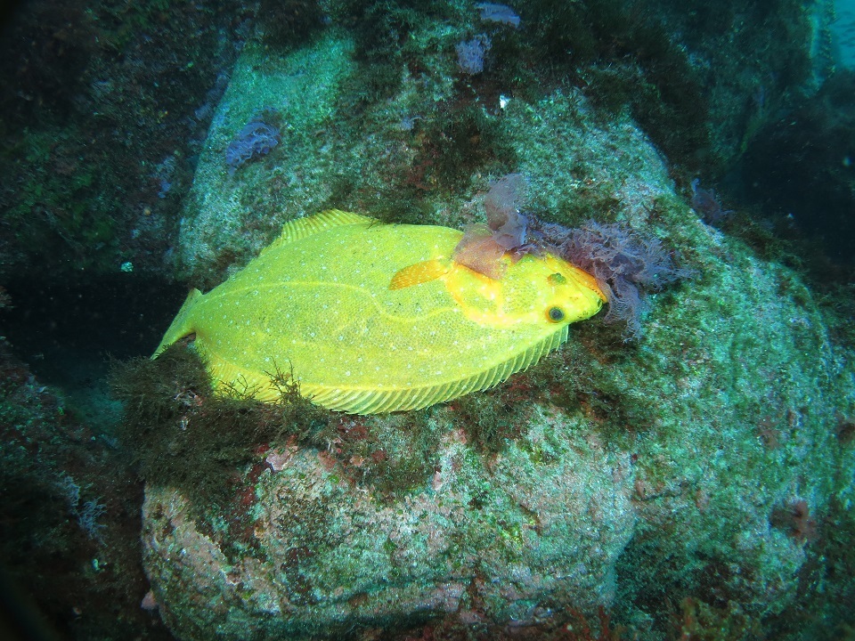 伊豆海洋公園　IOP　黄金　ヒラメ