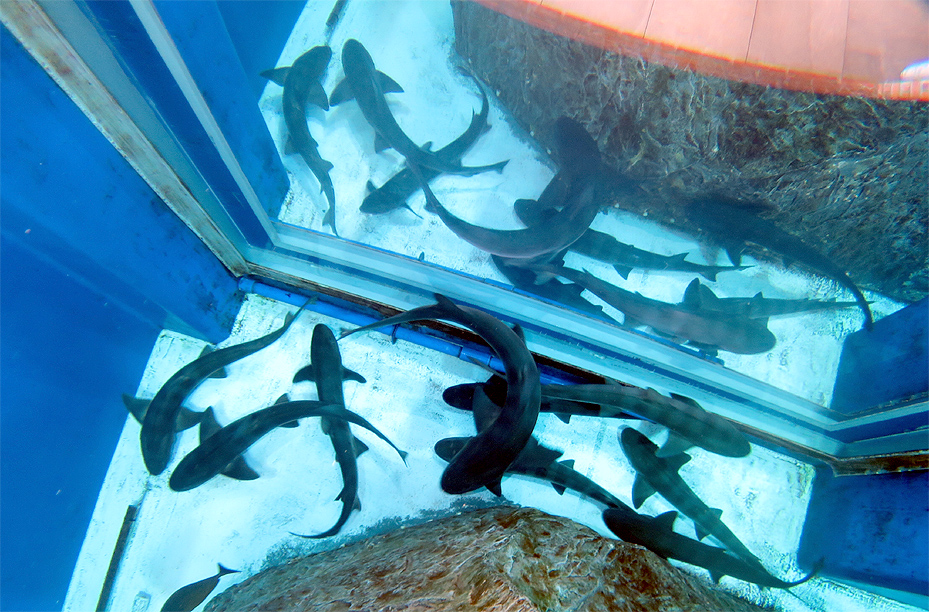 千葉みなと　大型水槽　ダイビング　スキンダイビング　ウミガメ　ドチザメ