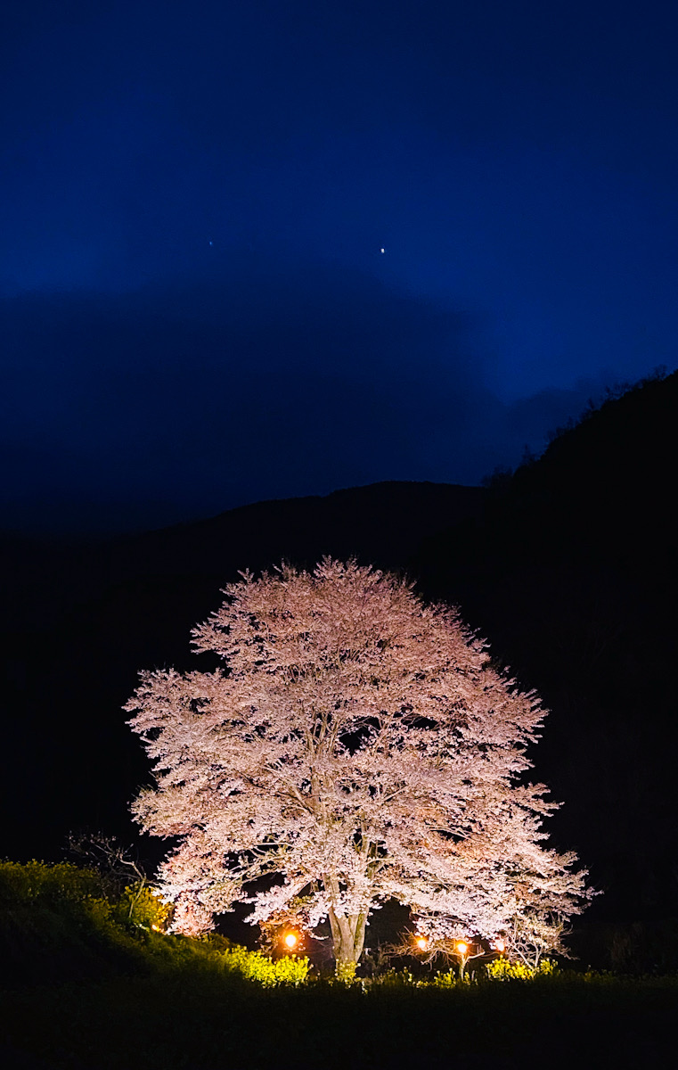 秦野　淡墨桜　ライトアップ