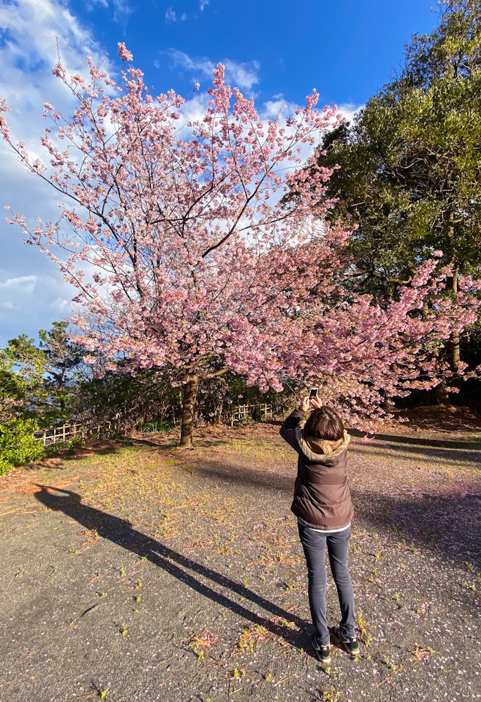 河津桜　伊豆　城ケ崎