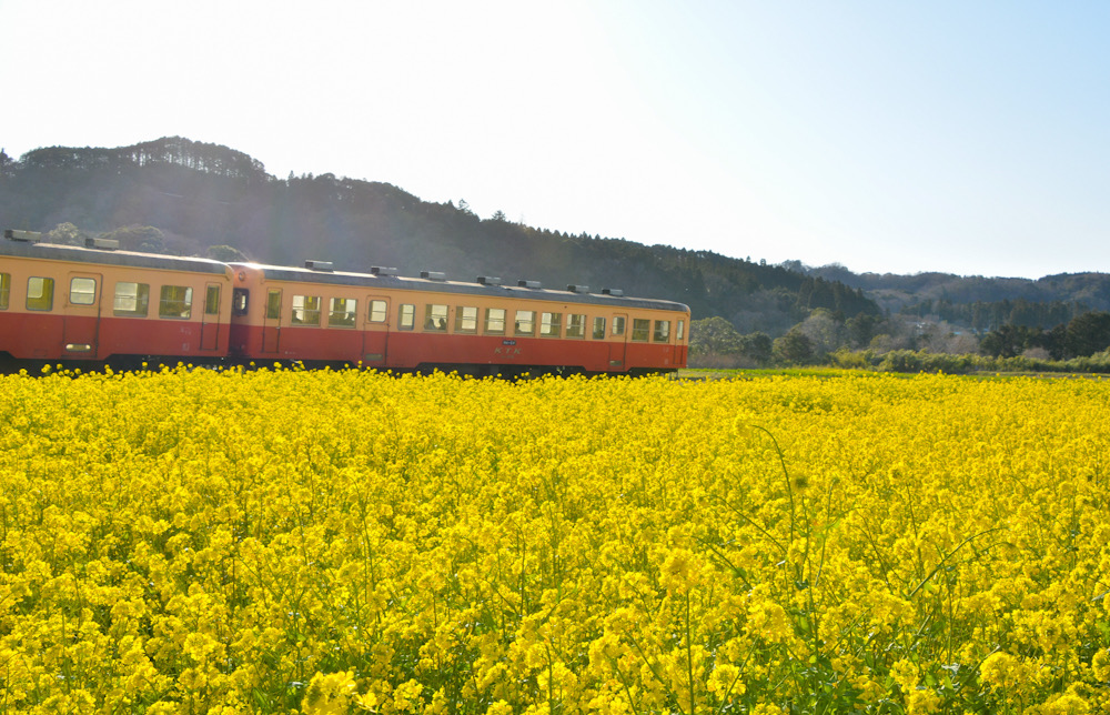 小湊鉄道　千葉県　菜の花　石神