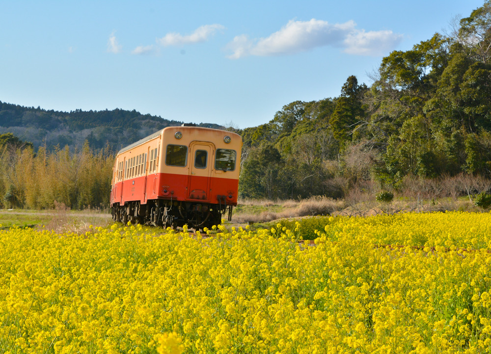 小湊鉄道　千葉県　菜の花　石神