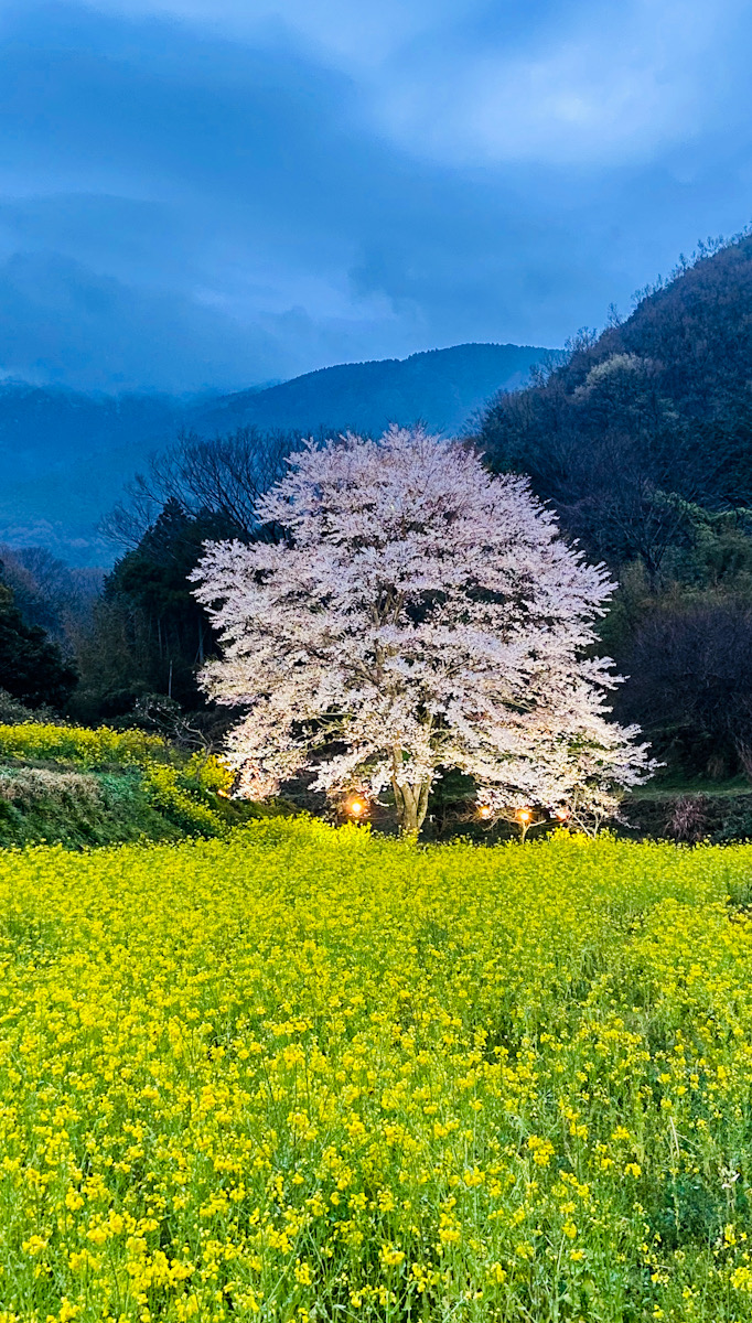 秦野　淡墨桜