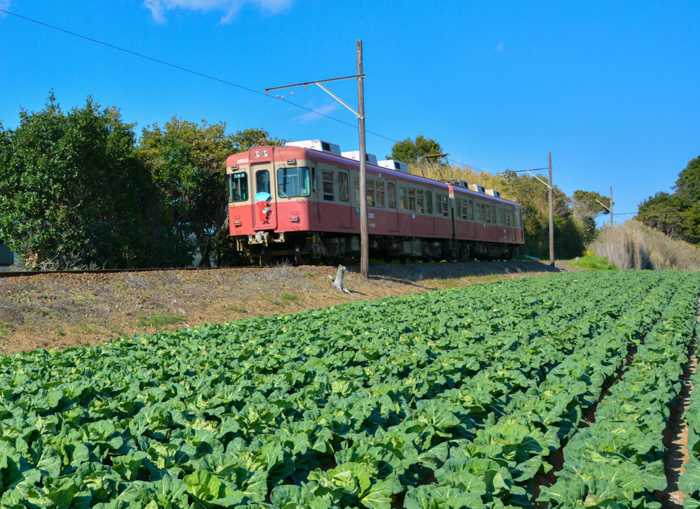 銚子鉄道　千葉　キャベツ畑