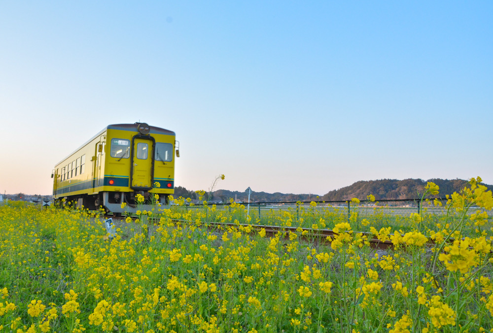 いすみ鉄道　千葉県　菜の花