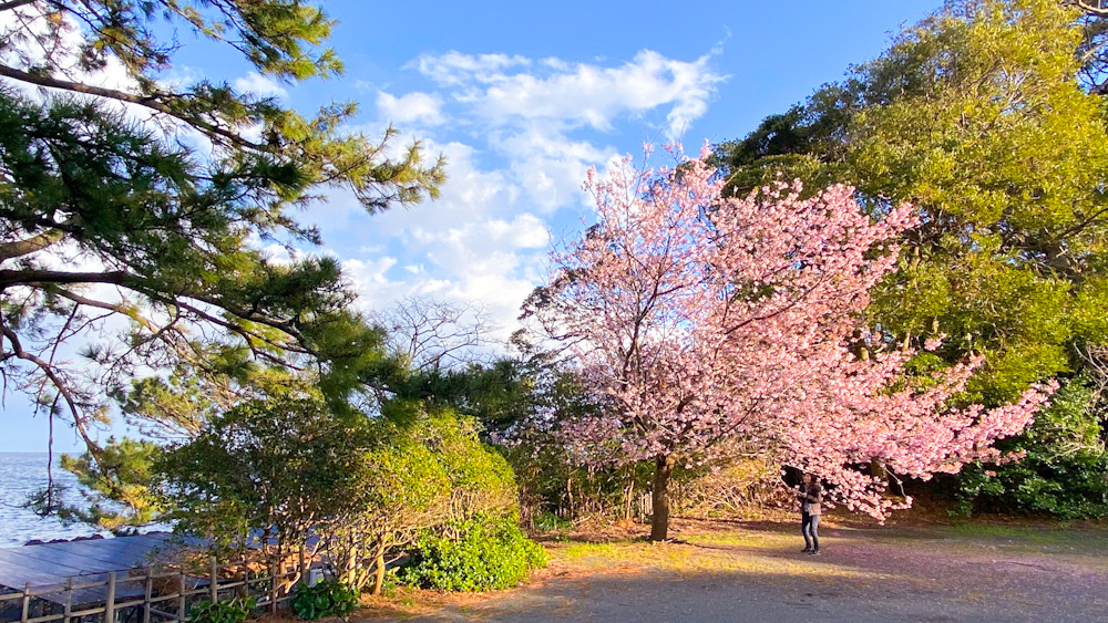 伊豆　河津桜　ダイビングツアー