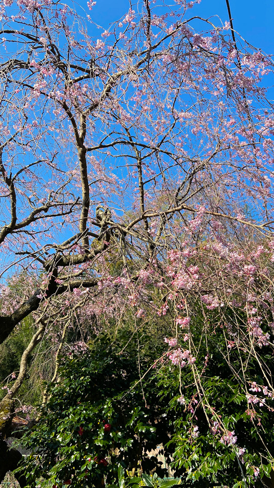 岩　真鶴　桜