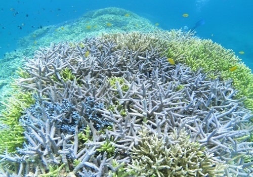 ダイビング　サンゴ　珊瑚