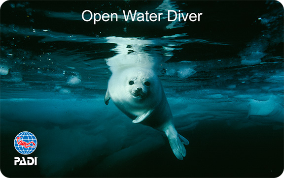 Cカード申請 再発行について Padiスキューバダイビングショップラウト鎌倉