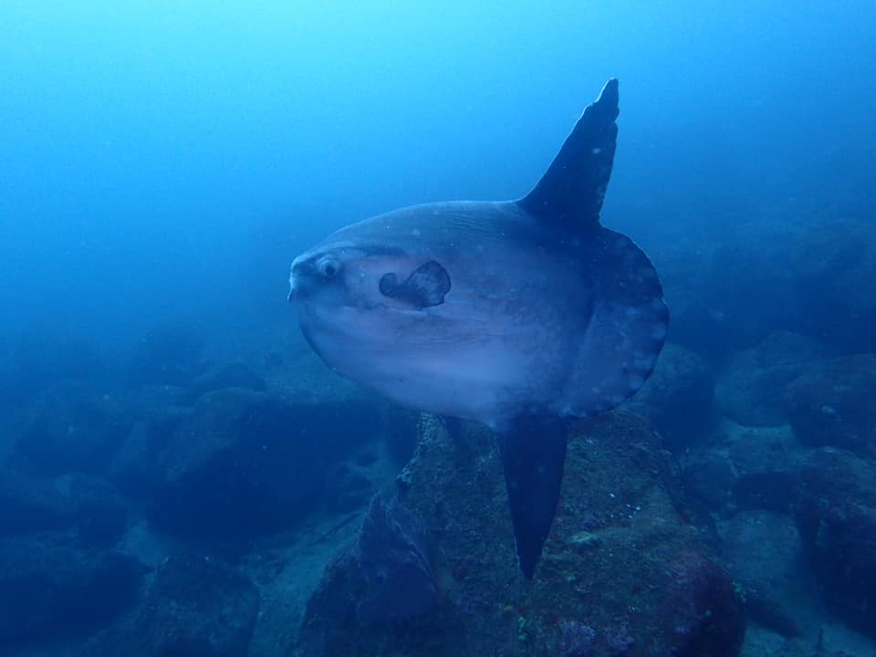 江の浦　マンボウ　ダイビング