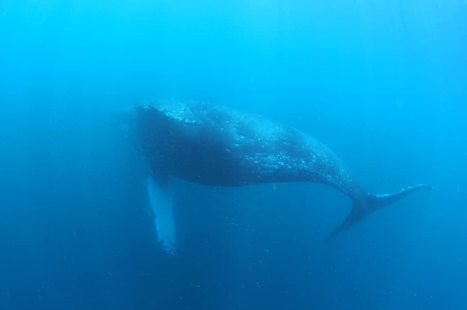 ザトウクジラ　伊豆　富戸　2020年