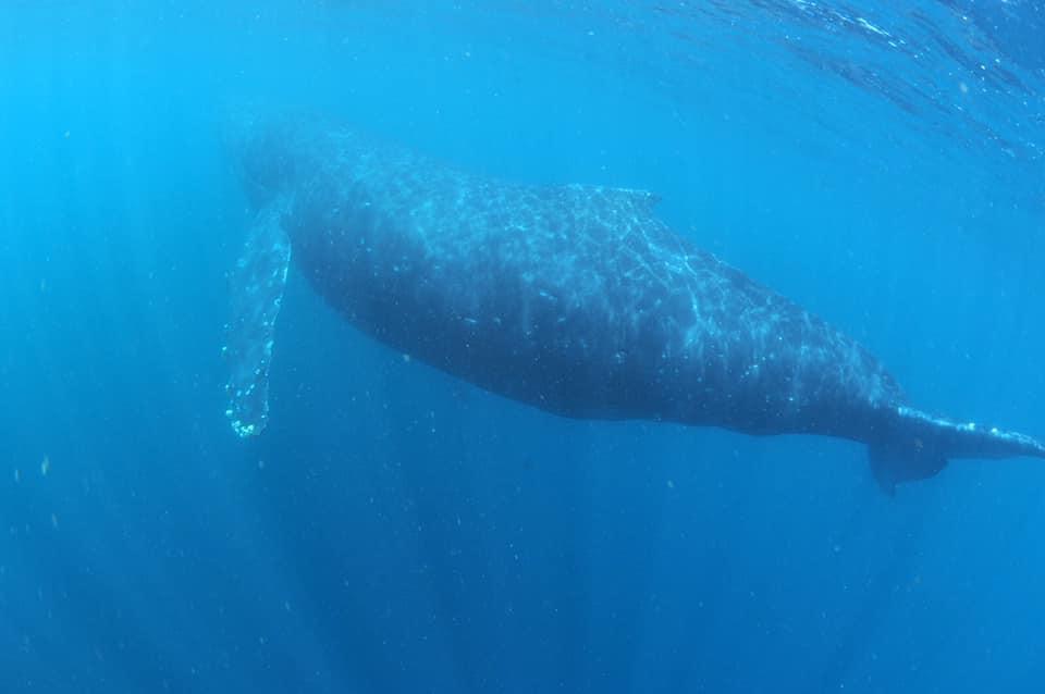 ザトウクジラ　伊豆　富戸　2020年