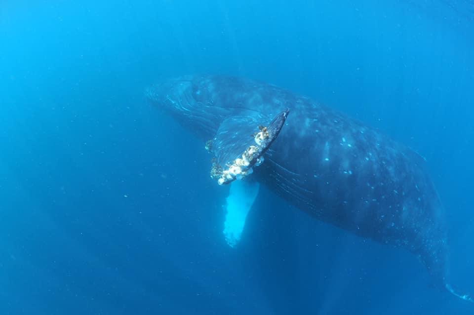 ザトウクジラ　伊豆　富戸　2020年