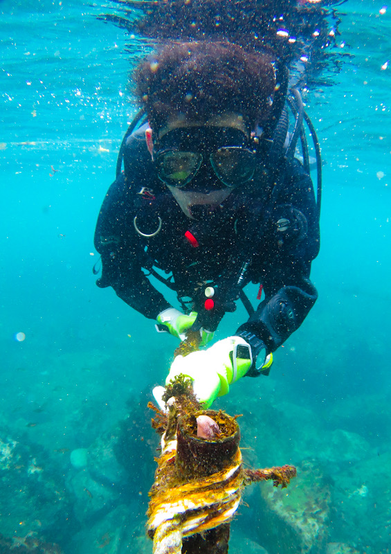 PADI オープンウォーターダイバーコース　ライセンス　Cカード　神奈川　湘南　ニジギンポ