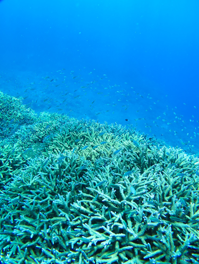 西表島　ダイビング　ブルーシーズン　神奈川　サンゴ