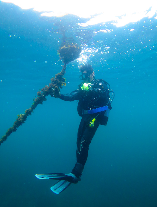 PADI オープンウォーターダイバーコース　ライセンス　Cカード　神奈川　湘南