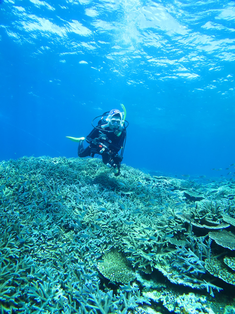 沖縄　西表島　ダイビング　神奈川　ツアー　ラウト　サンゴ
