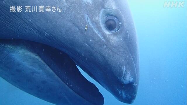 メガマウス　千葉　館山　ダイビング