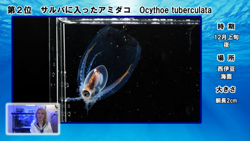 岸壁採取　伊豆　ブラックウォーター　稚魚　プランクトン