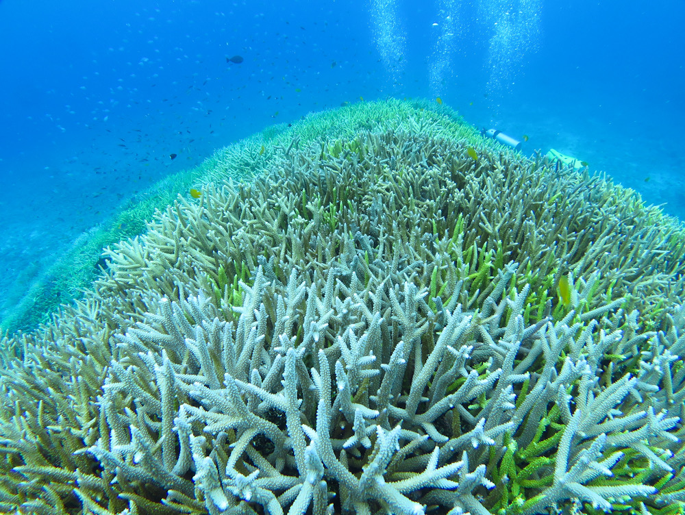 西表島　ダイビング　サンゴ　珊瑚