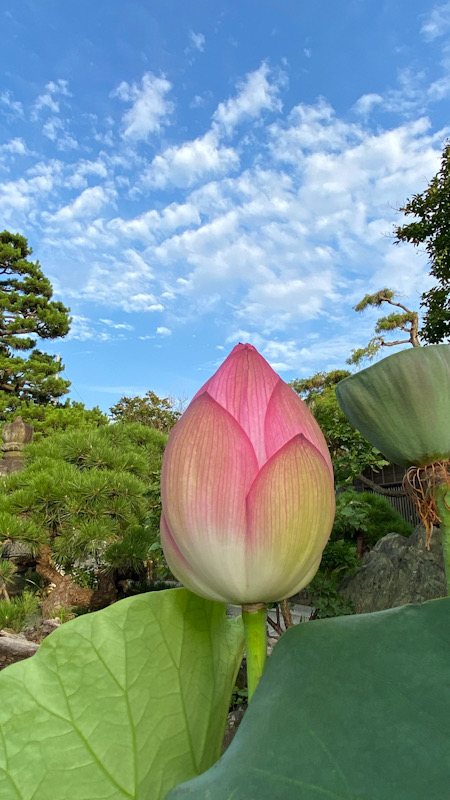 鶴岡八幡宮　鎌倉　蓮　源平池