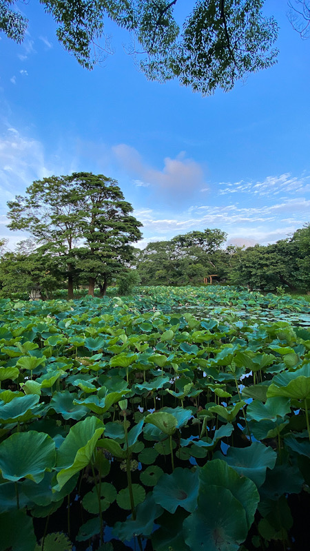 鶴岡八幡宮　鎌倉　蓮　源平池