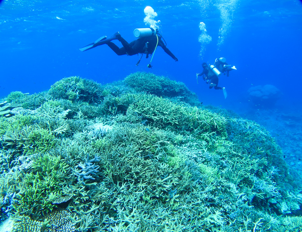 西表島　ダイビング　サンゴ　珊瑚