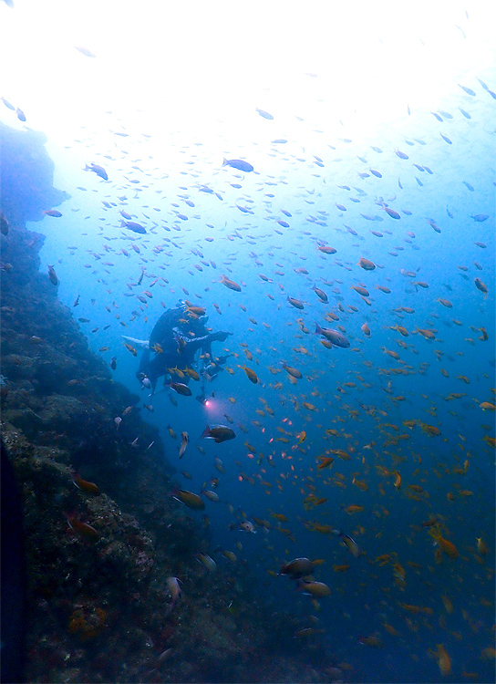 田子　ダイビング　沖の浮島根