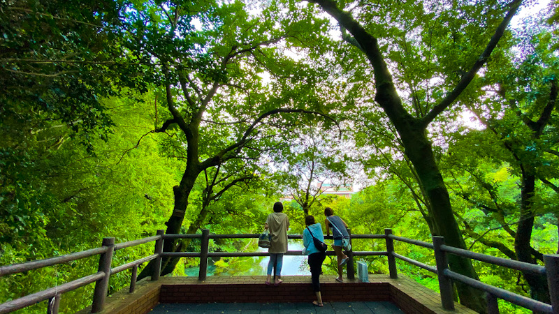 三島　柿田川　清流