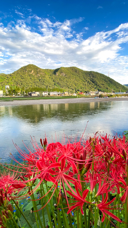 長良川　秋　彼岸花