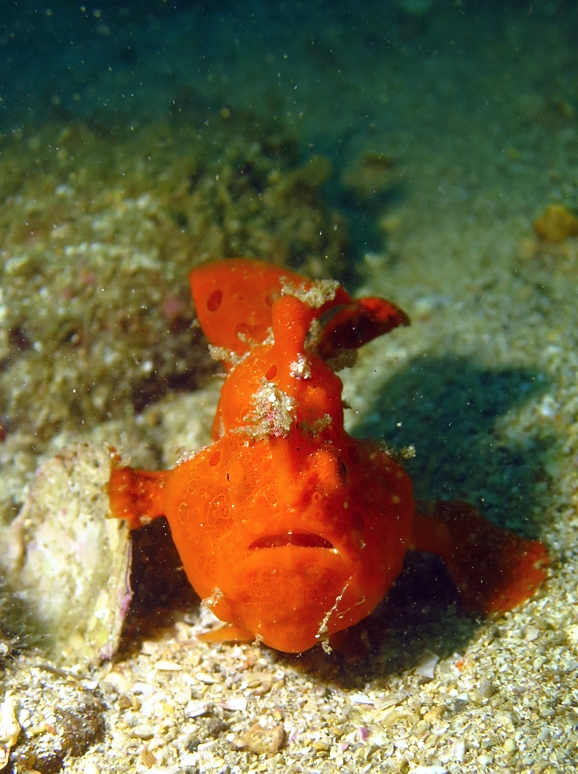 イロカエルアンコウ　伊豆