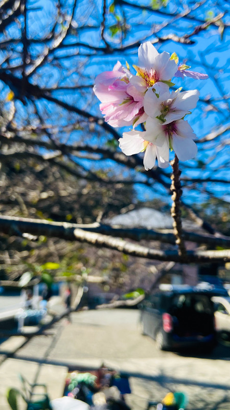 田子　狂い咲き　桜