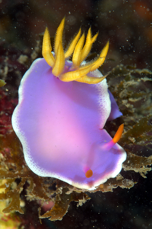 串本　ダイビング　シンデレラウミウシ　サンゴ