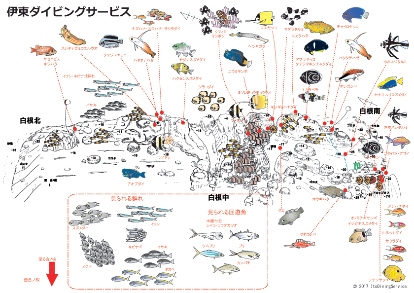 伊東　白根　ダイビング